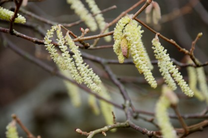 Hazel catkins